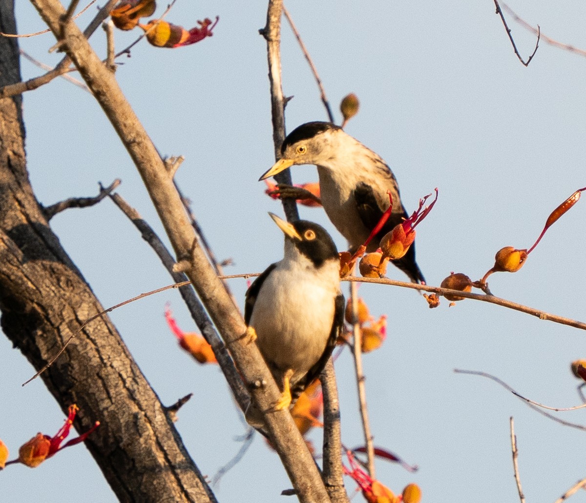 Varied Sittella - ML643608494