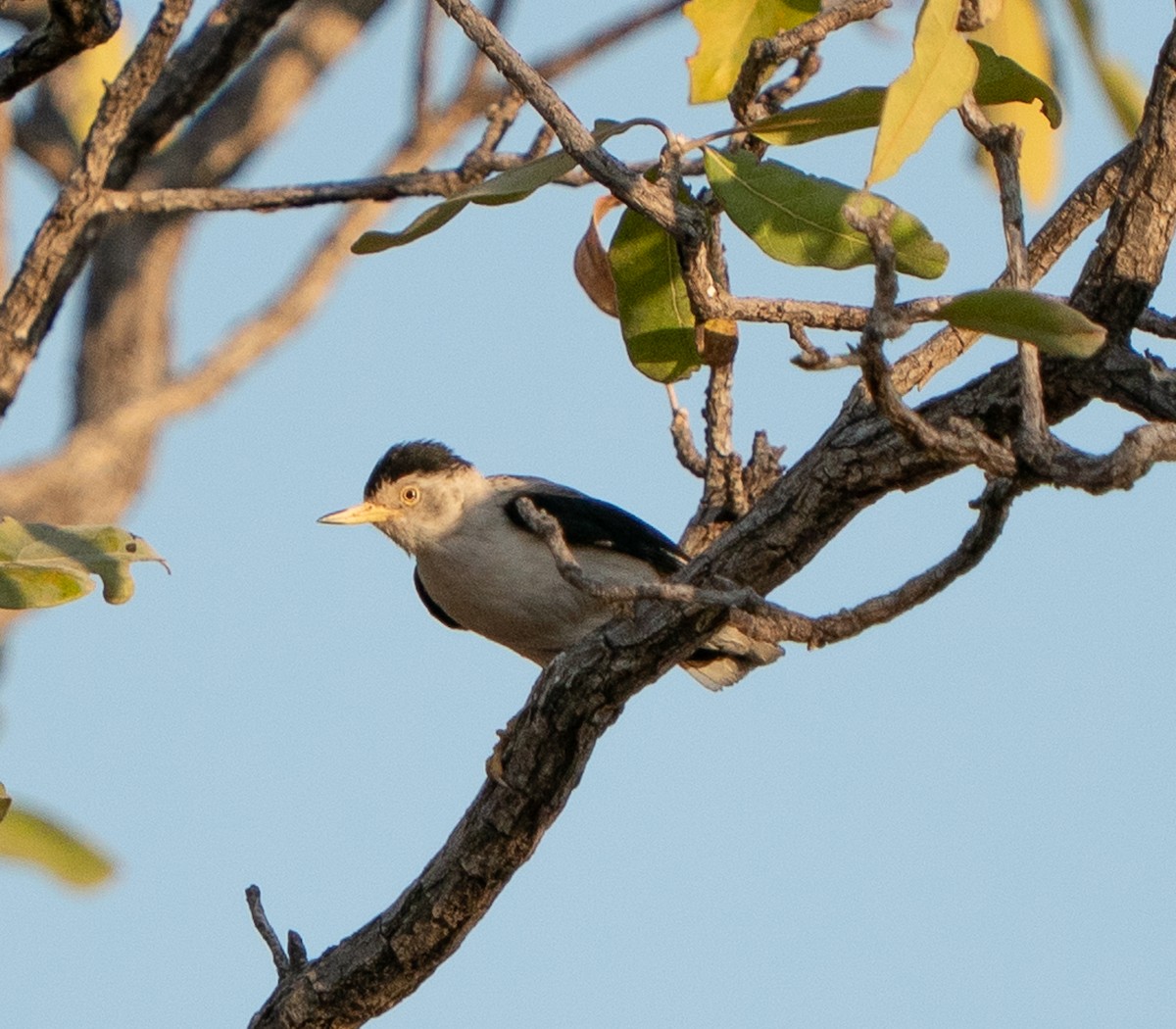 Varied Sittella - ML643608495