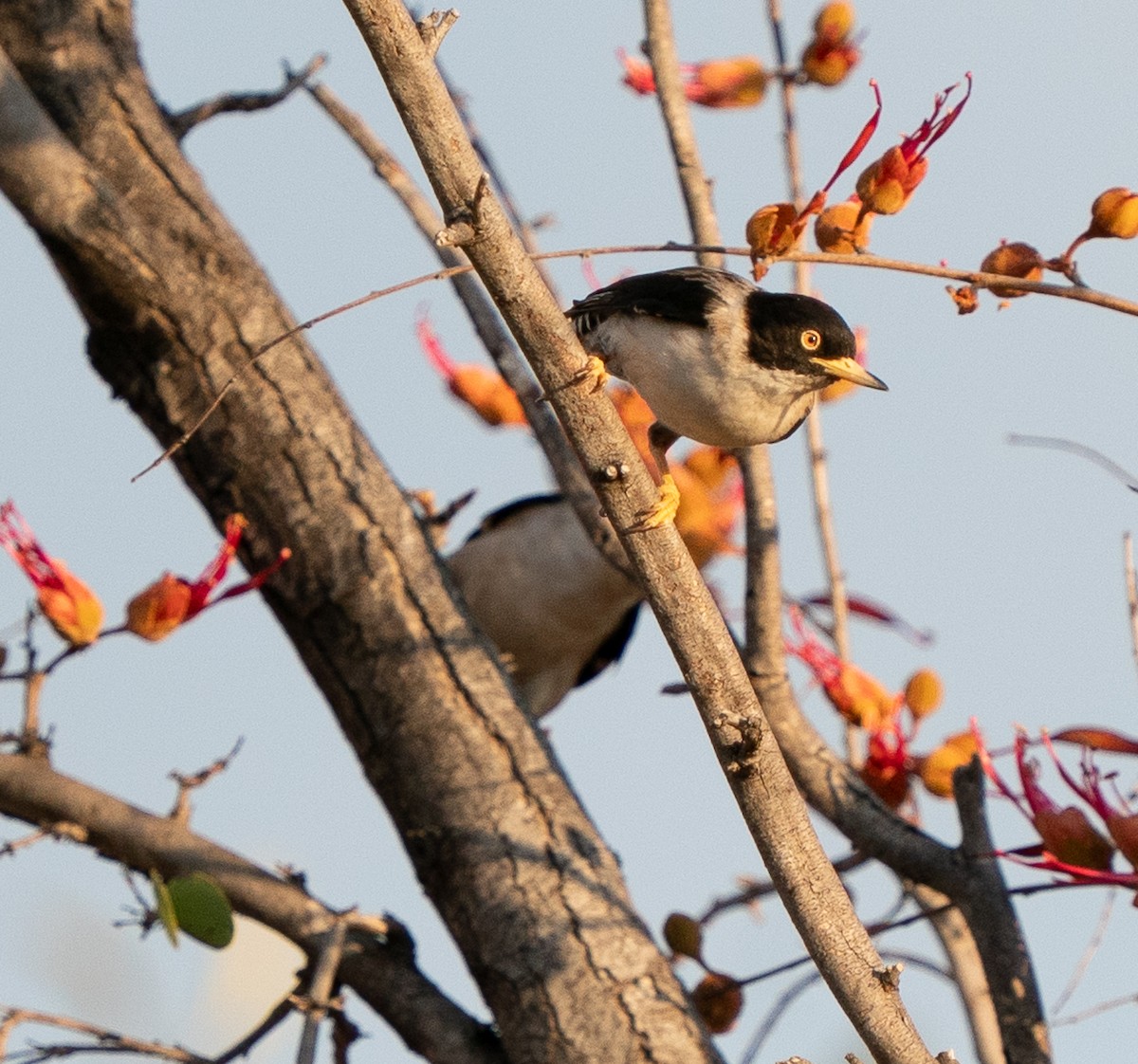 Varied Sittella - ML643608496