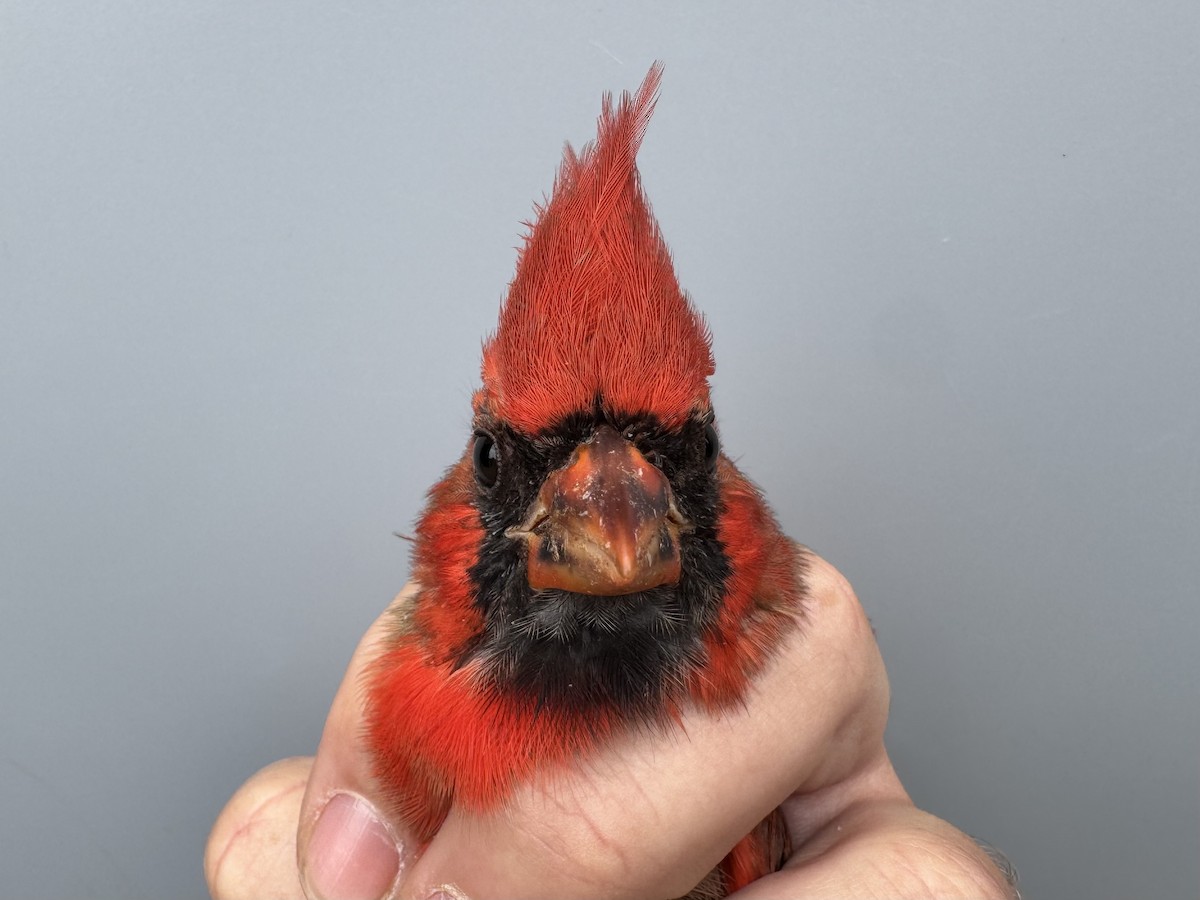 Northern Cardinal - ML643608497