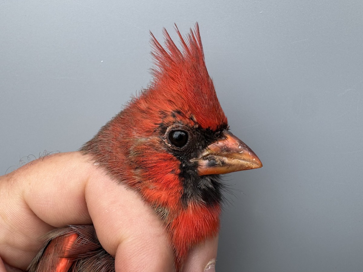Northern Cardinal - ML643608498