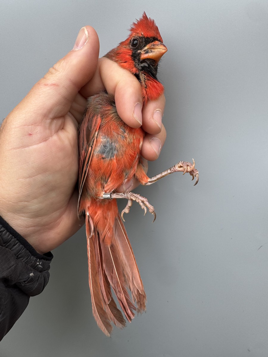Northern Cardinal - ML643608499