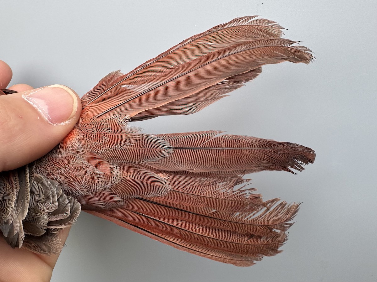 Northern Cardinal - ML643608500