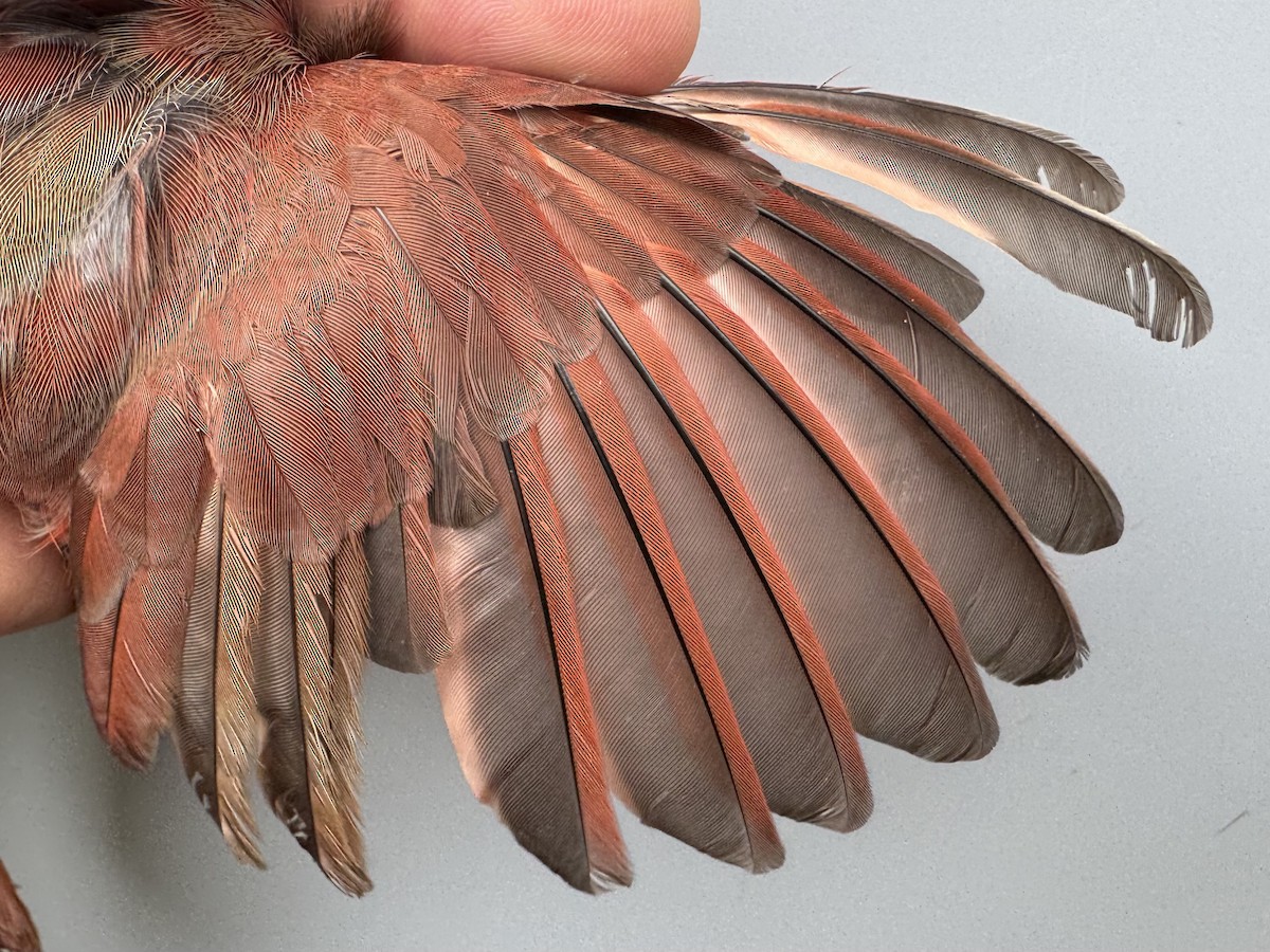 Northern Cardinal - ML643608501