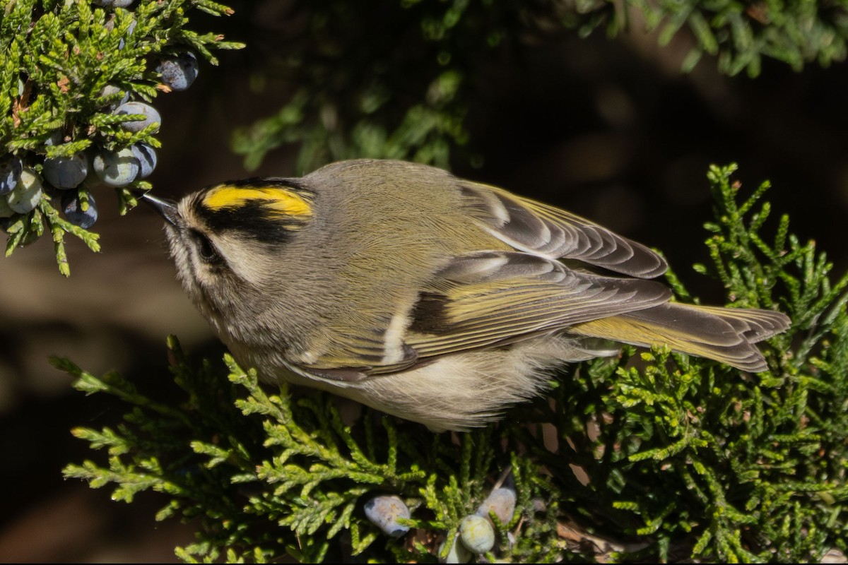 Golden-crowned Kinglet - ML643608541