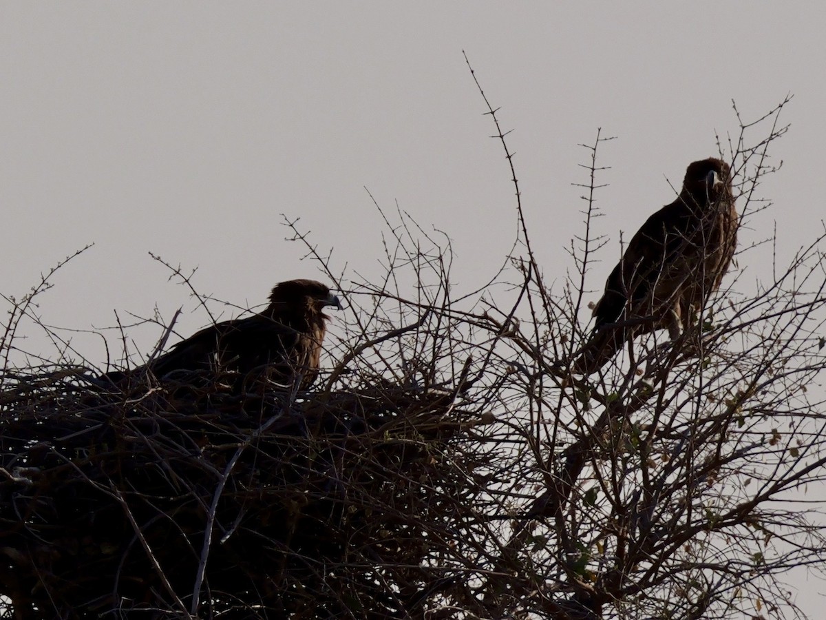 Tawny Eagle - ML643608542