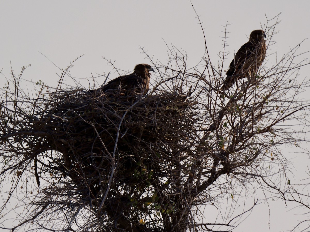 Tawny Eagle - ML643608543