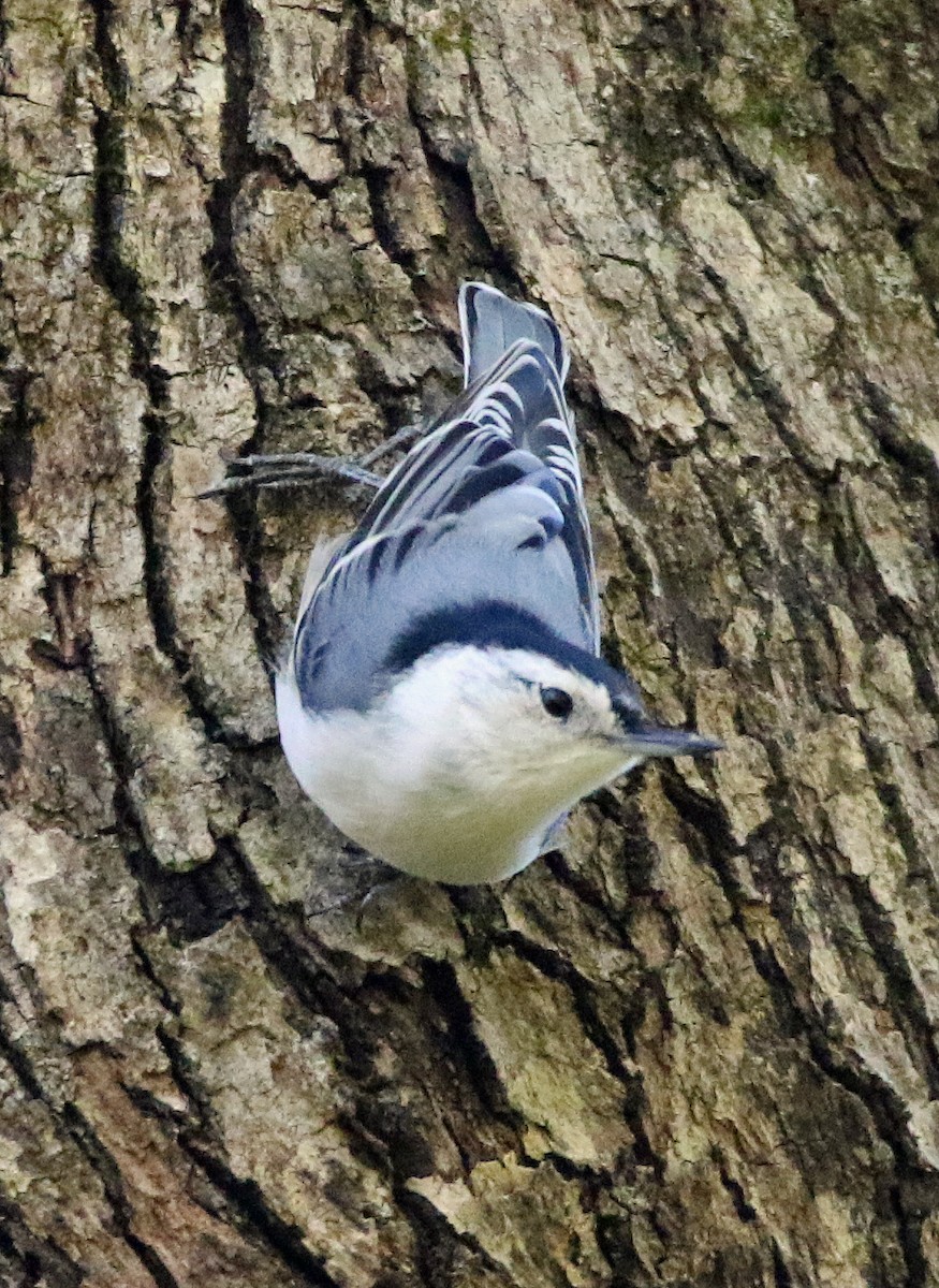 White-breasted Nuthatch - ML643608579