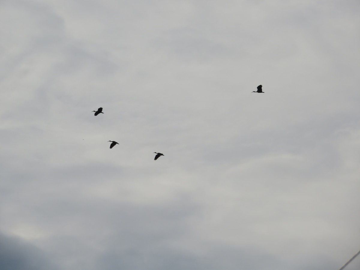 rødmaskeibis - ML643608599