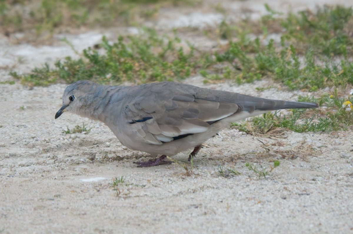 Picui Ground Dove - ML643608607