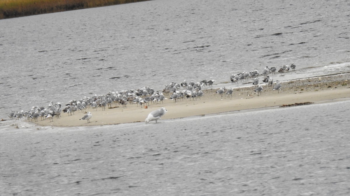 Laughing Gull - ML643608639
