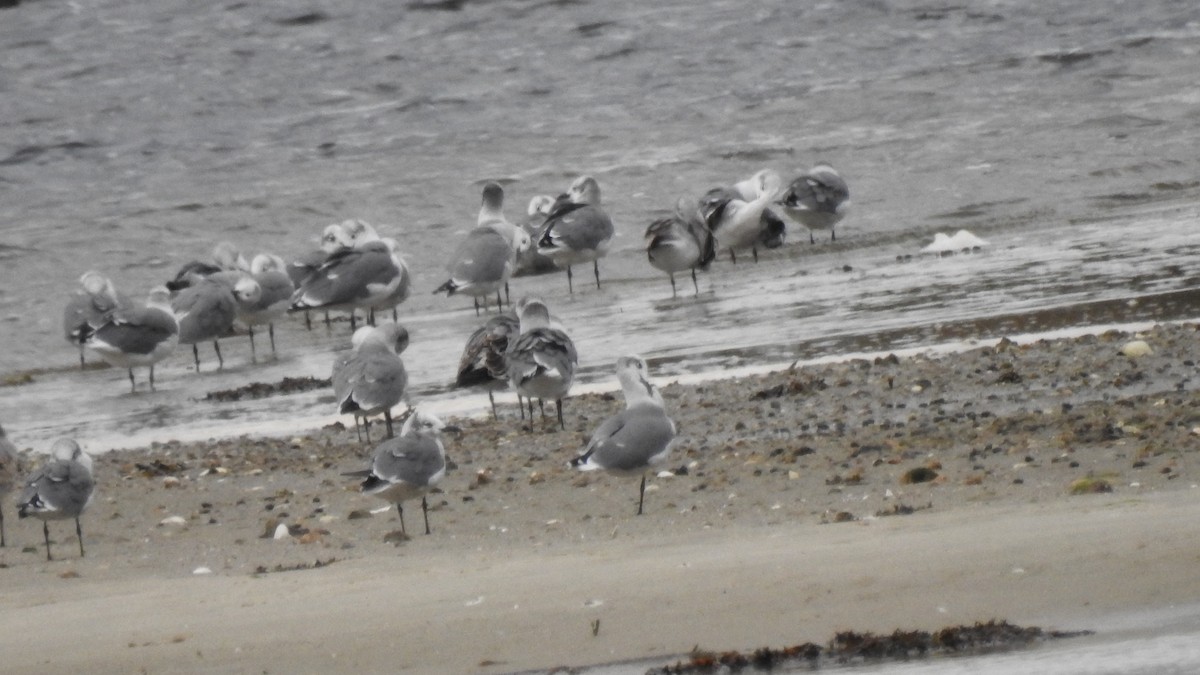 Laughing Gull - ML643608640