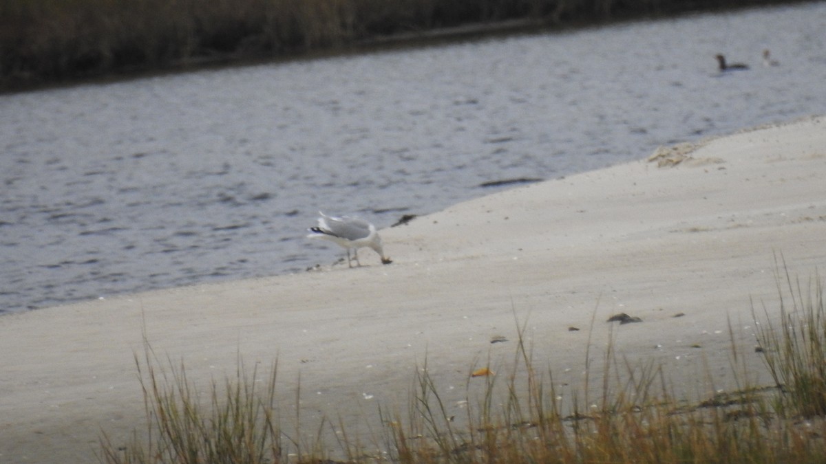 American Herring Gull - ML643608646