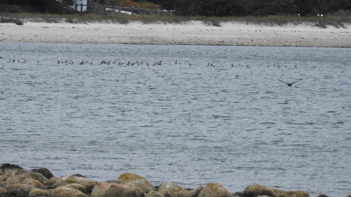 Double-crested Cormorant - ML643608653