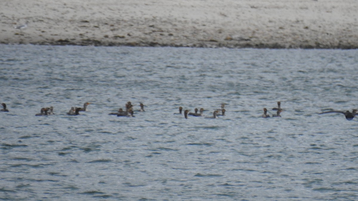 Double-crested Cormorant - ML643608659