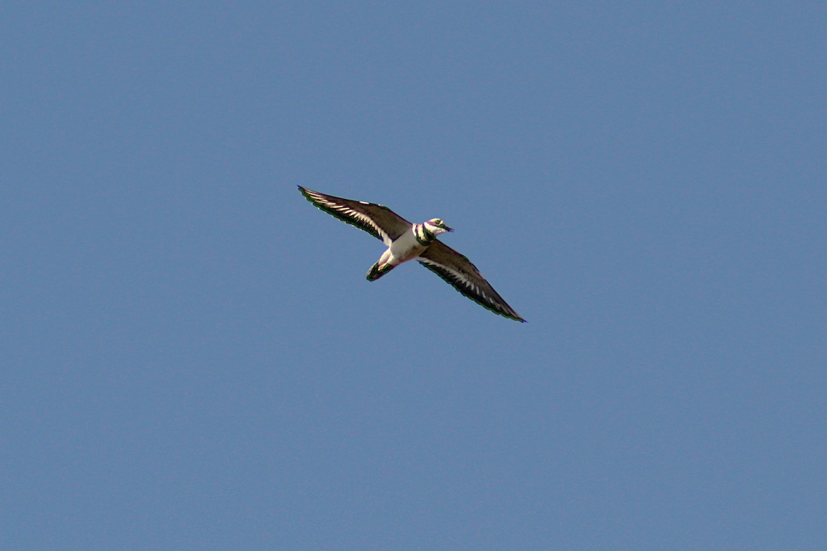 Killdeer - ML643608664