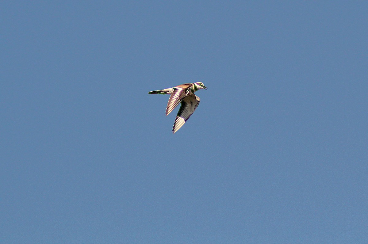 Killdeer - ML643608665