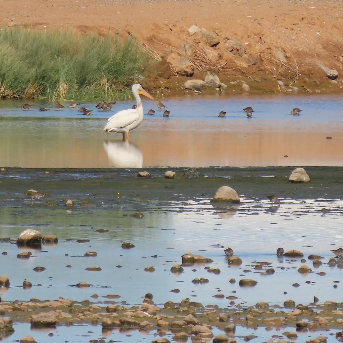 American White Pelican - ML643608735