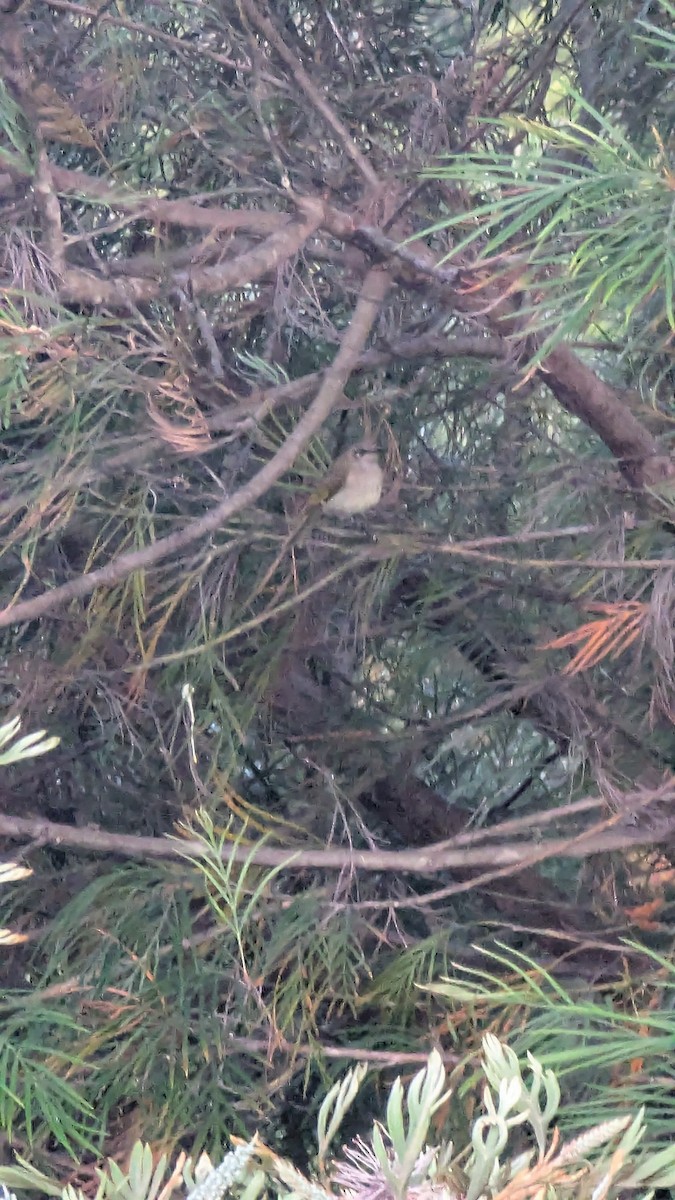 Brown Honeyeater - ML643608736