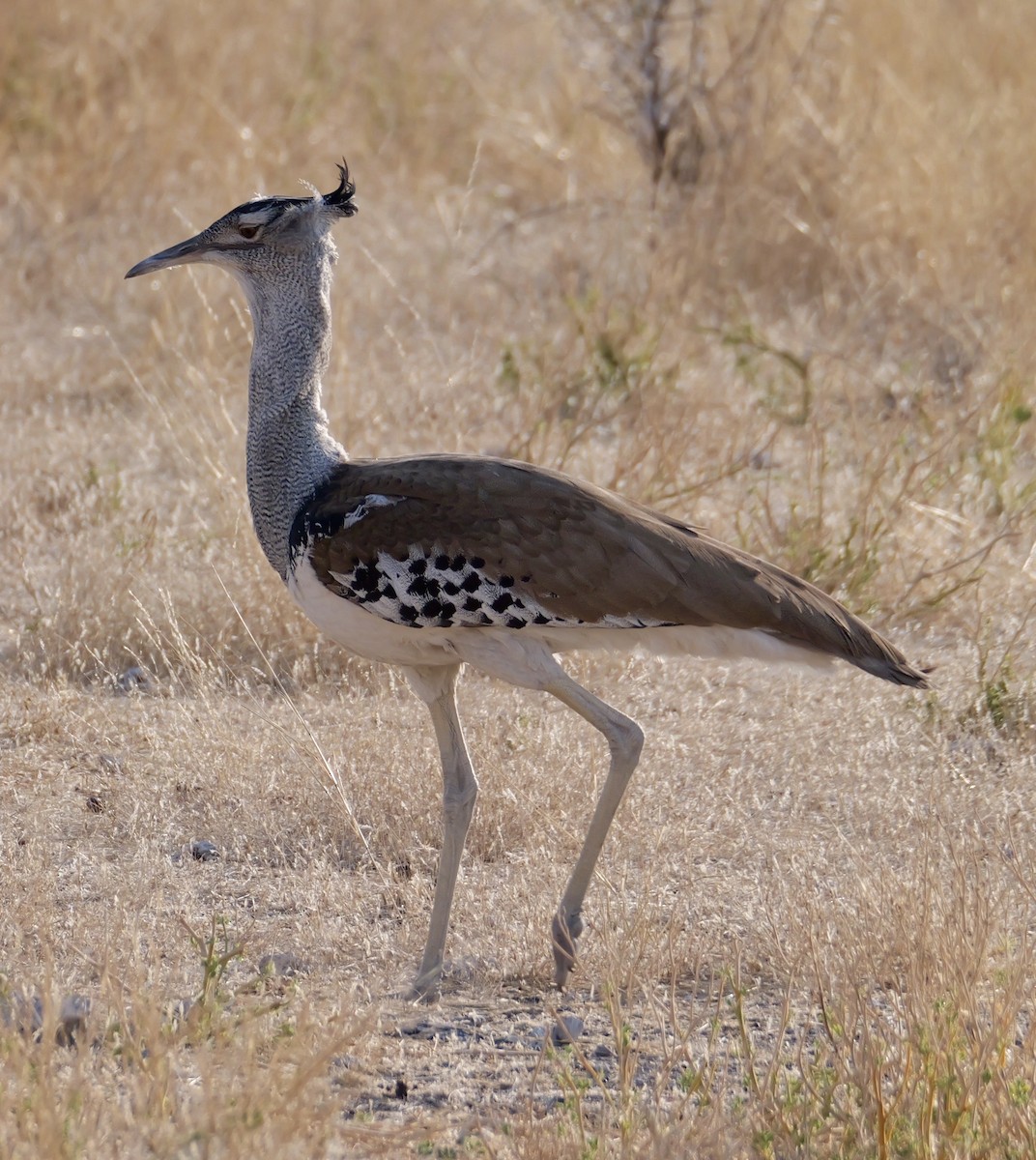 Kori Bustard - ML643608738