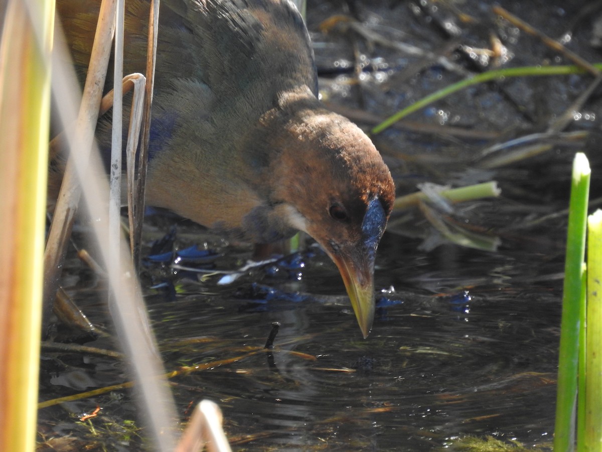 slípka žlutonohá - ML643608743