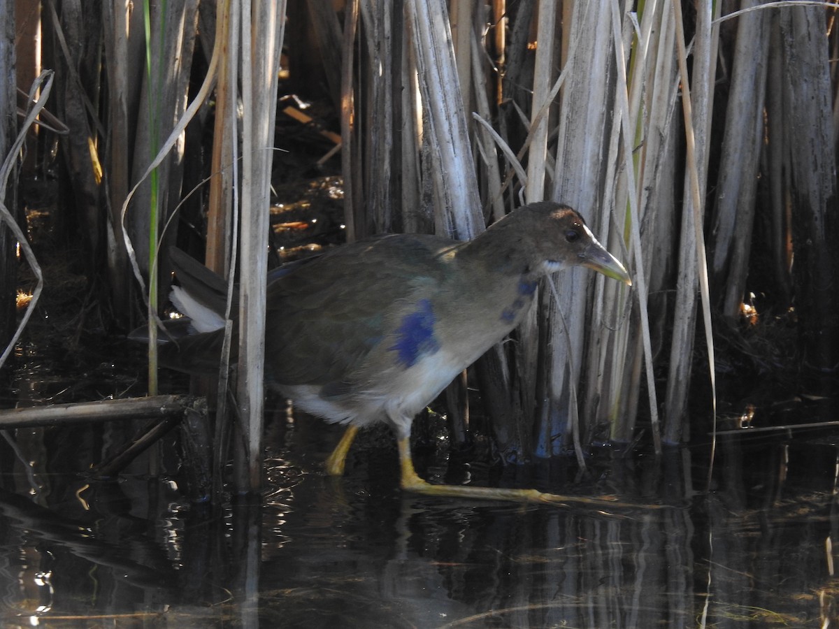 slípka žlutonohá - ML643608744