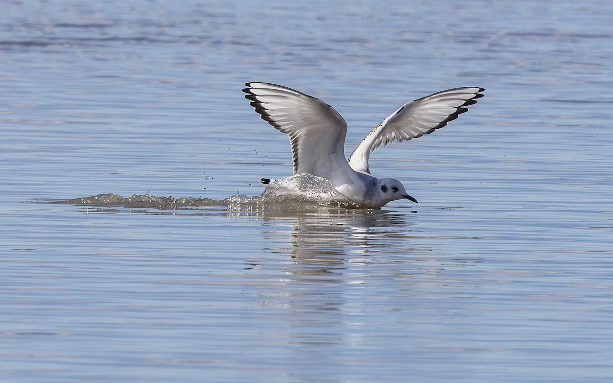 Bonaparte's Gull - ML643608753