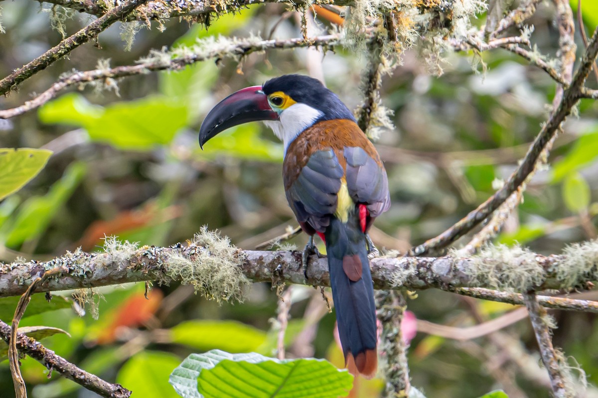Black-billed Mountain-Toucan - ML643608754