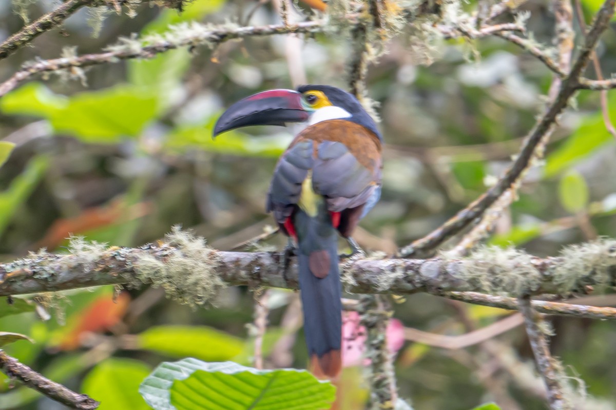 Black-billed Mountain-Toucan - ML643608757