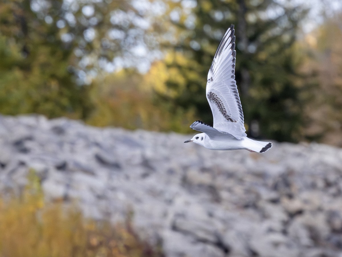 Bonaparte's Gull - ML643608768