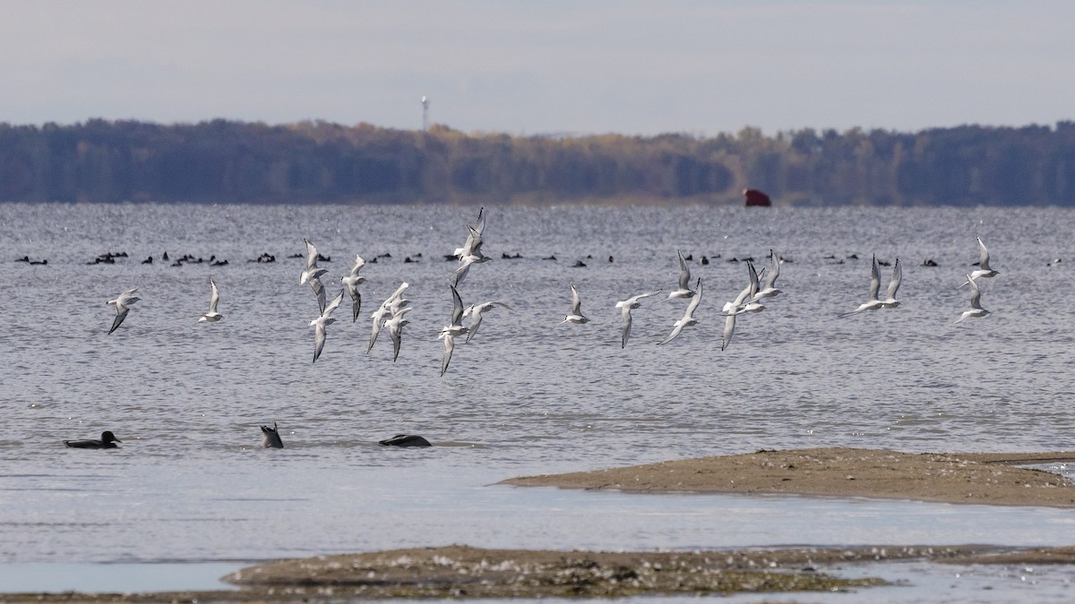 Bonaparte's Gull - ML643608784