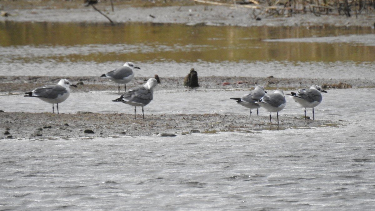 Laughing Gull - ML643608817