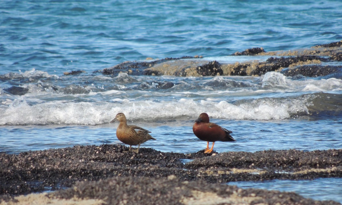 Cinnamon Teal - ML643608837
