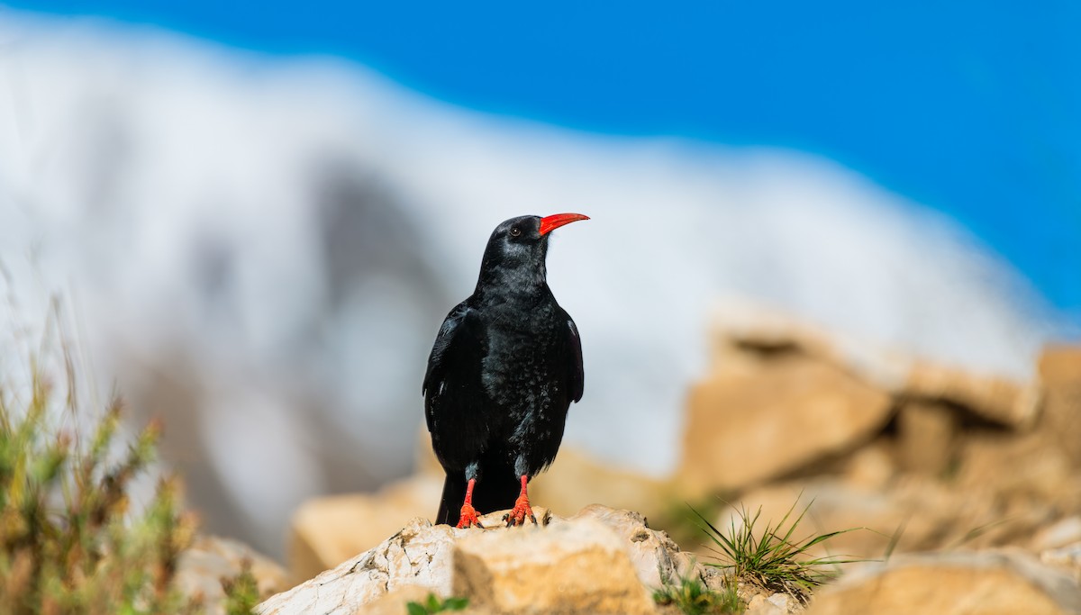Red-billed Chough - ML643608844