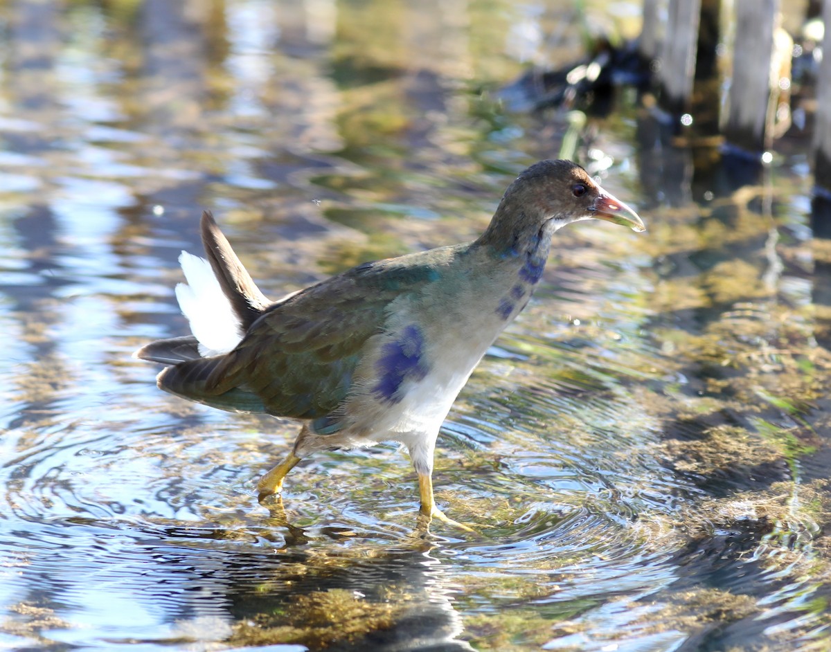 Purple Gallinule - ML643608852