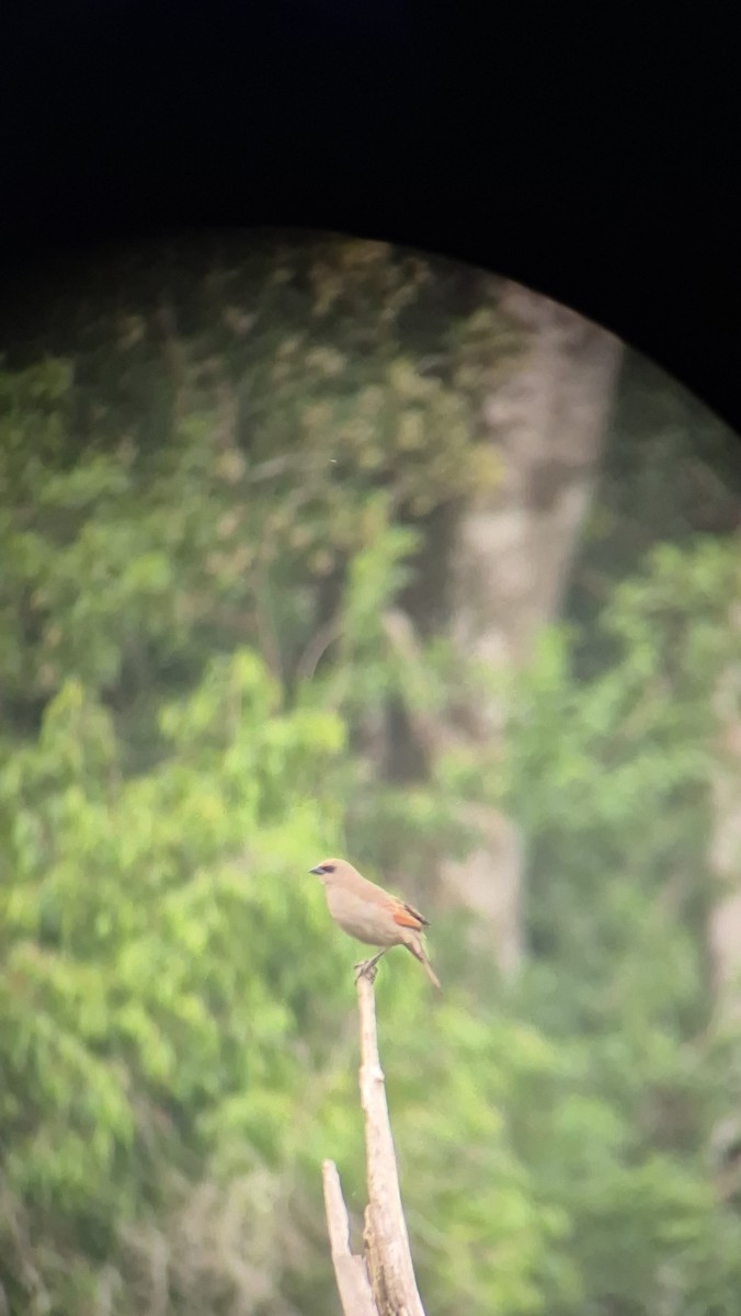 Grayish Baywing - ML643608866