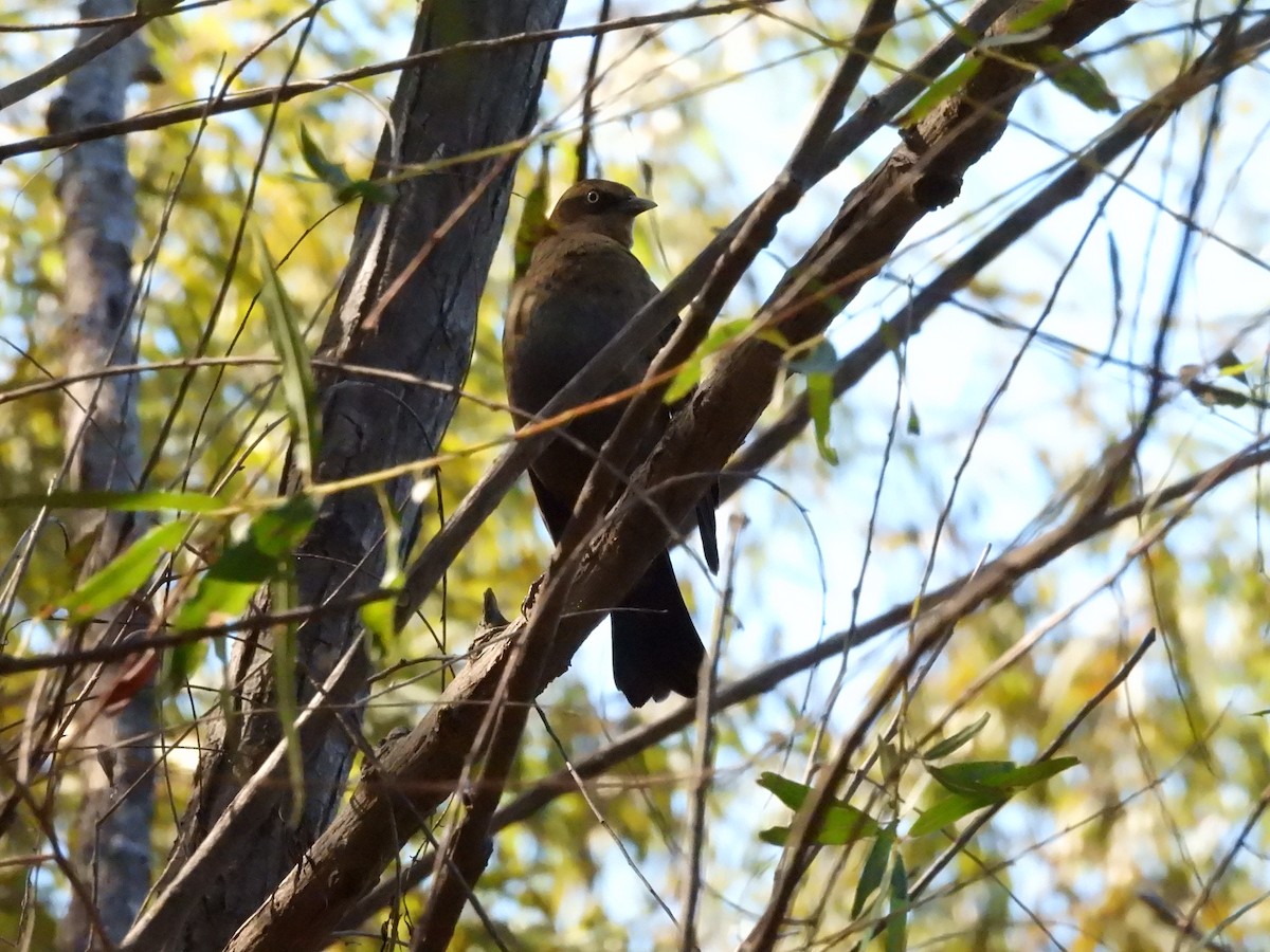 Rusty Blackbird - ML643608869