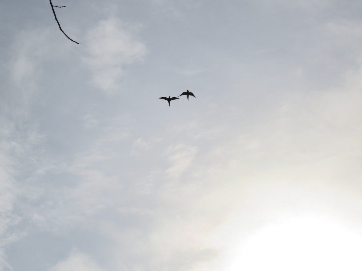 Chestnut-fronted Macaw - ML643608875