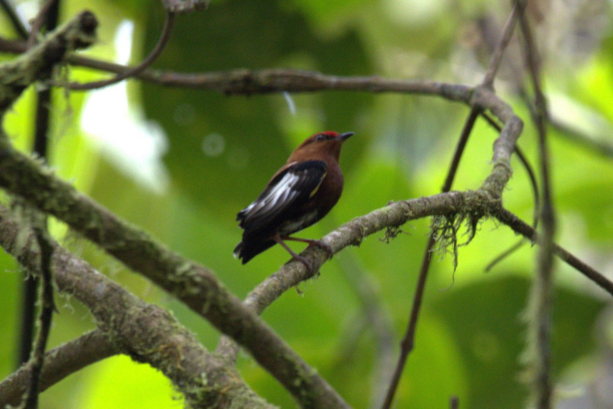 Club-winged Manakin - ML643608886