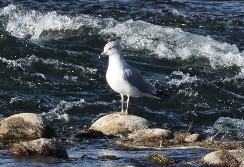 Ring-billed Gull - ML643608889