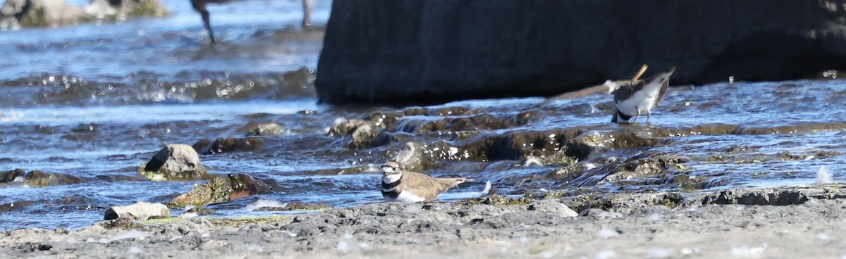 Killdeer - ML643608892