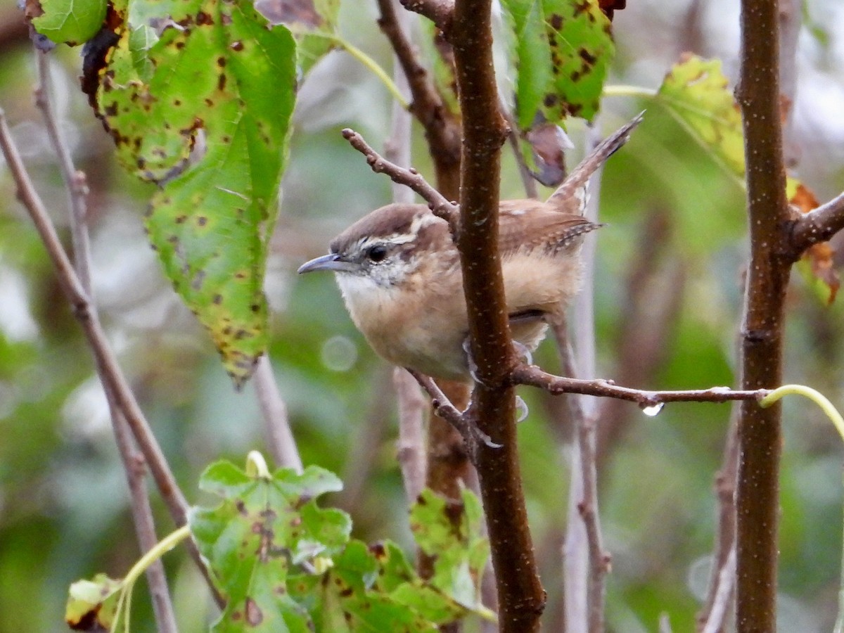 Carolina Wren - ML643608894