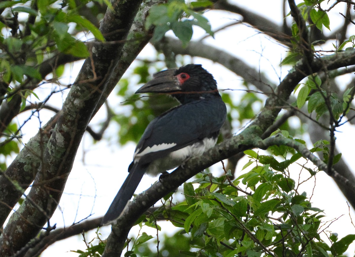 Trumpeter Hornbill - ML643608895
