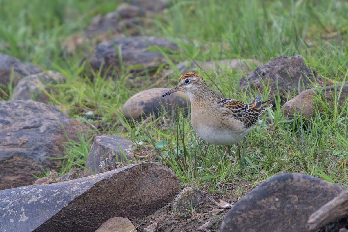 jespák klínoocasý - ML643608906