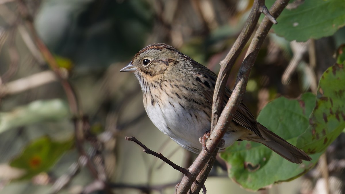 Lincoln's Sparrow - ML643608907
