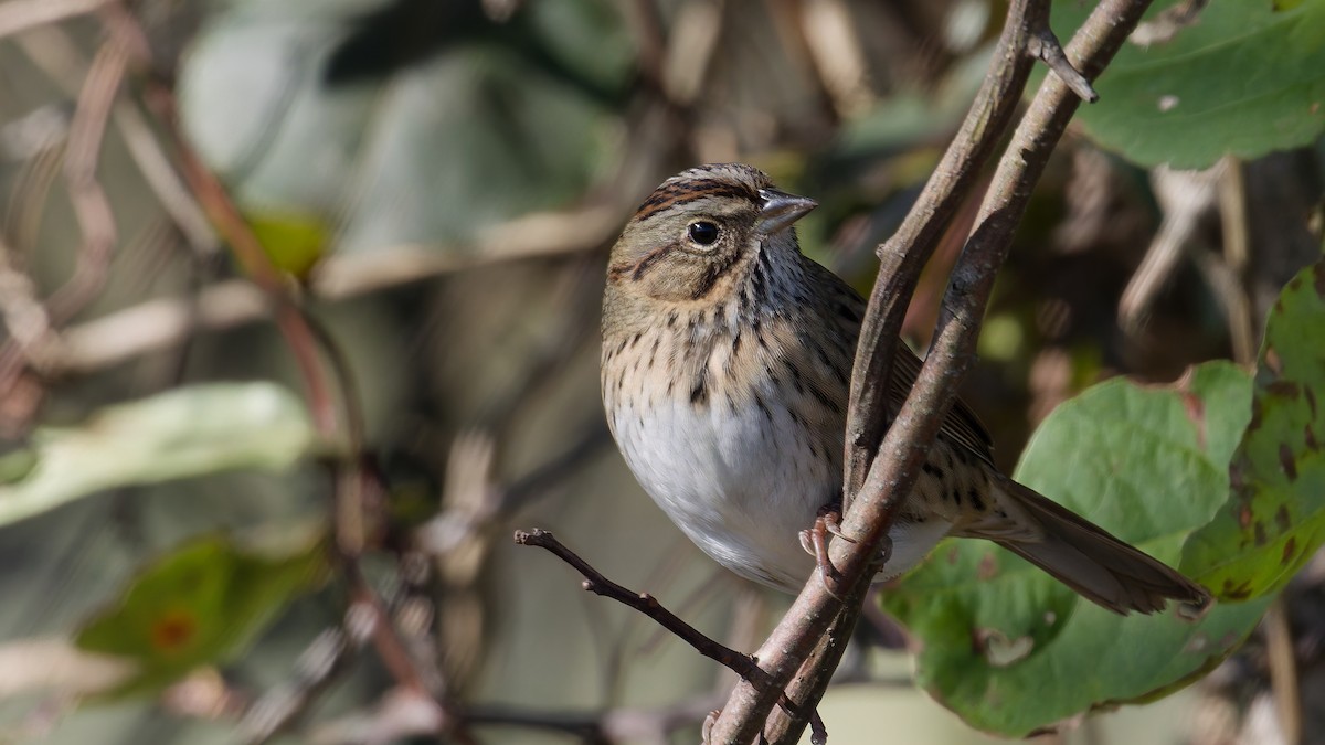 Lincoln's Sparrow - ML643608908