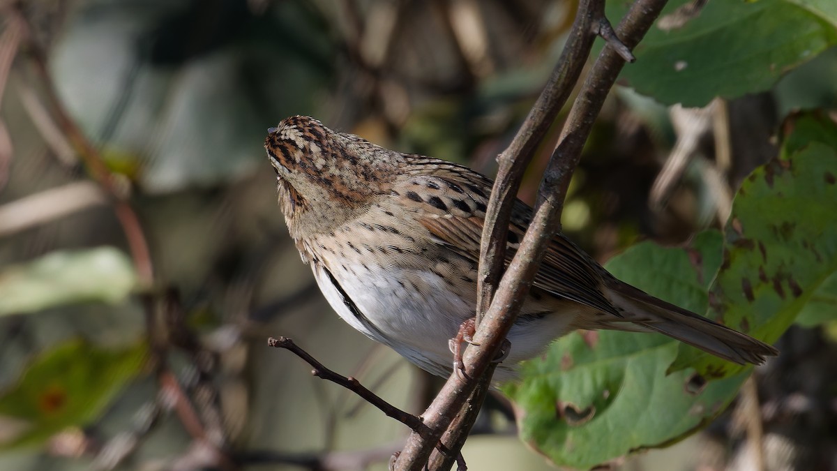 Lincoln's Sparrow - ML643608909