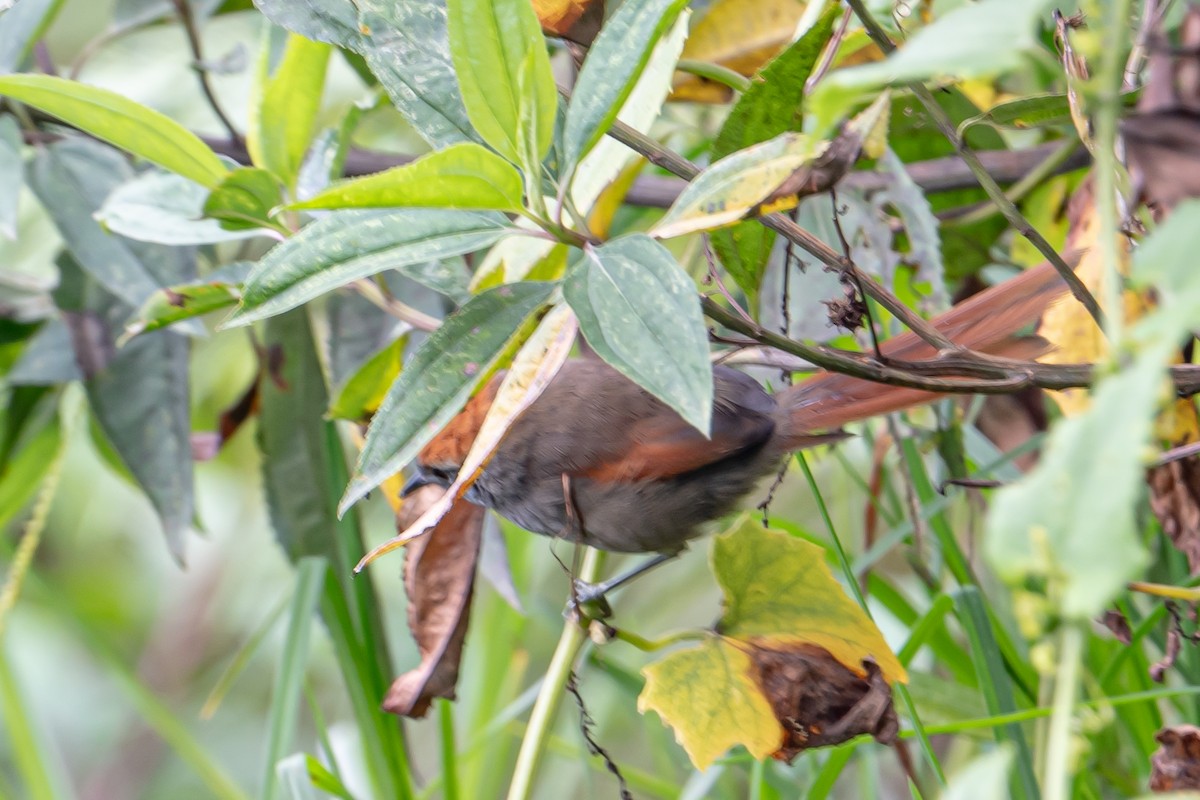 Azara's Spinetail - ML643608920