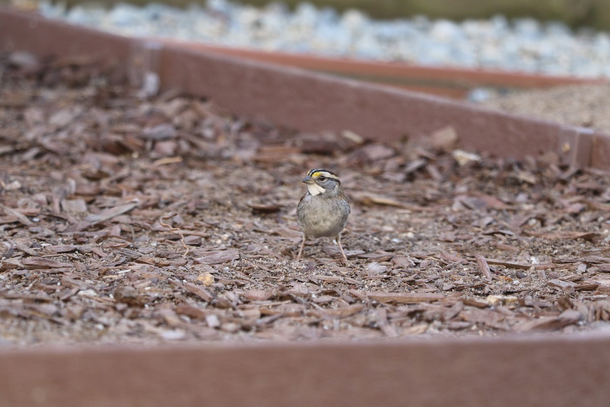 White-throated Sparrow - ML643608921