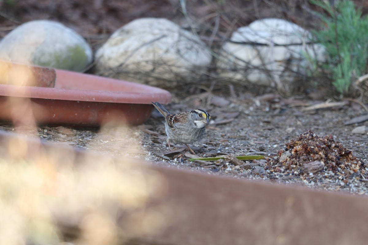White-throated Sparrow - ML643608922